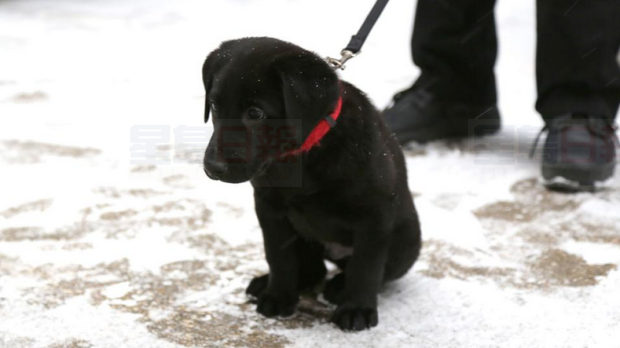 加國冰球隊為安保團隊小狗征集名字