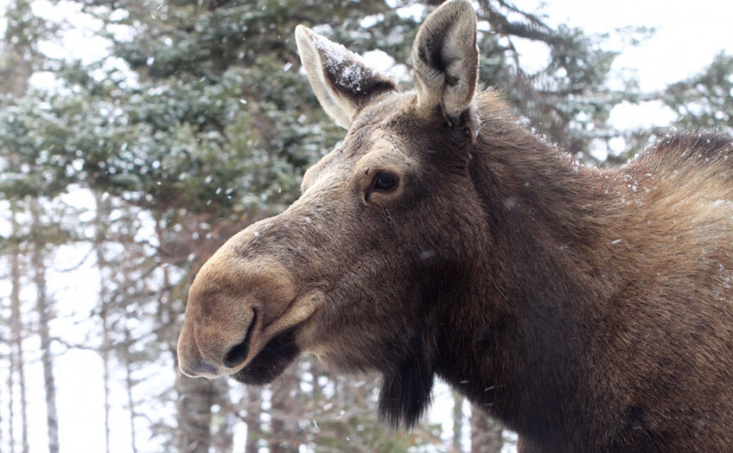 小心！萬錦16街有駝鹿橫穿馬路！