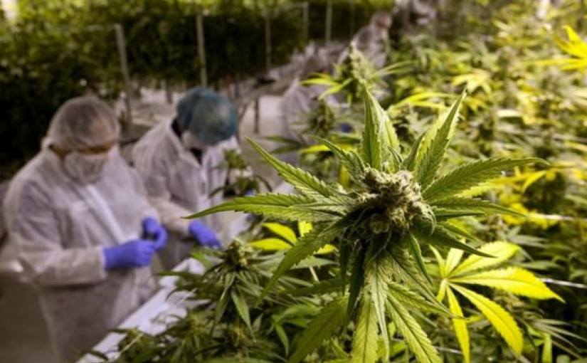 大麻合法化在即 毒品或也將非刑事化？