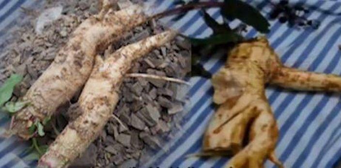 以為挖到寶! 粵農民誤食「土人參」中毒險喪命