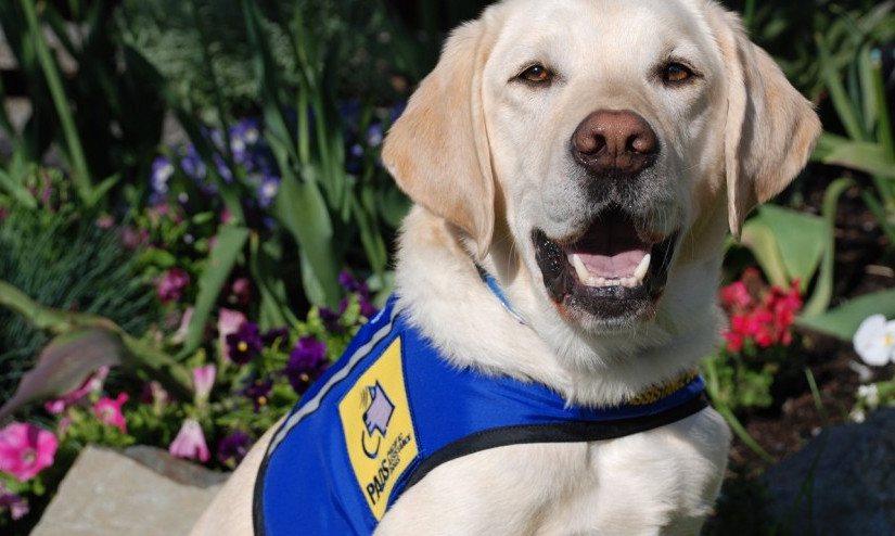 薩省盲女帶導盲犬進商店 被“請”出