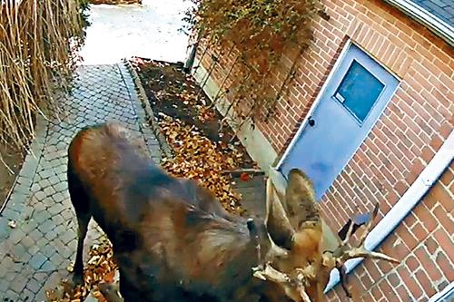 萬錦野生麋鹿搜尋工作仍在繼續