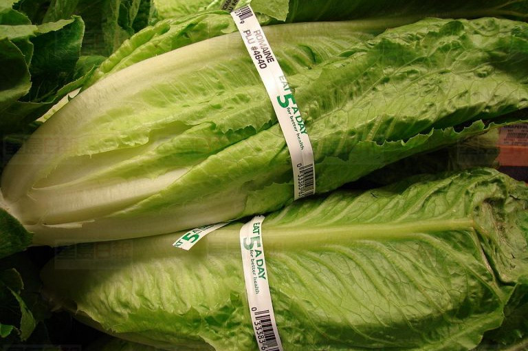 最近別吃！羅馬生菜仍可致人不適 嚴重致死