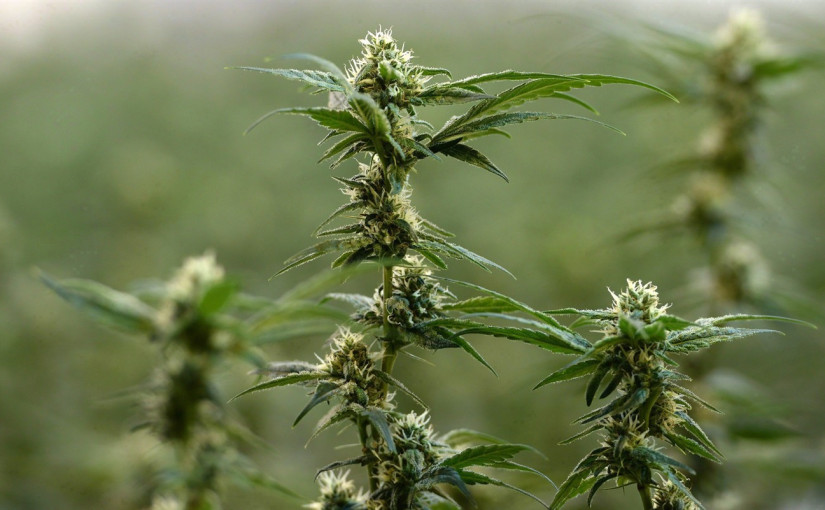 2015年加國黑市大麻價值達62億