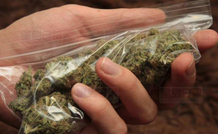 Trinity Bellwoods附近一大麻窝点被缴获