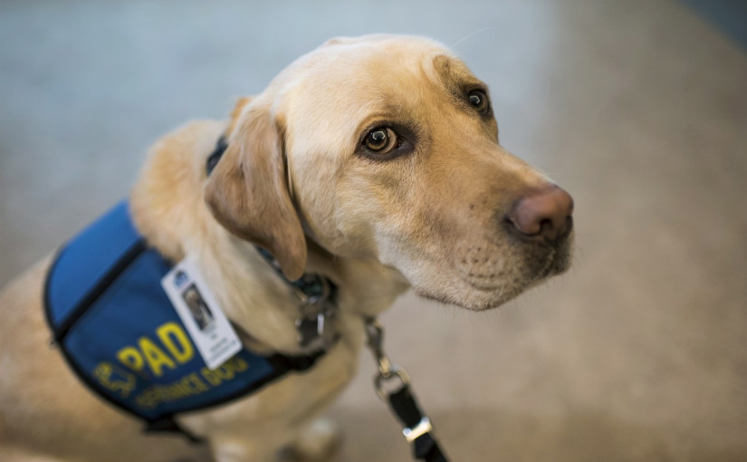 拉布拉多犬成社工 可提供情感治療及服務