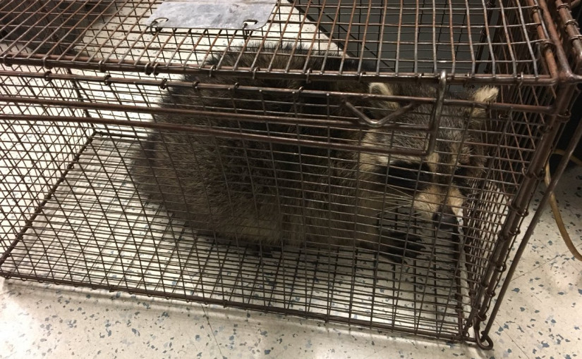 浣熊誤入多市地鐵 毛茸茸“通勤者”引列車延誤