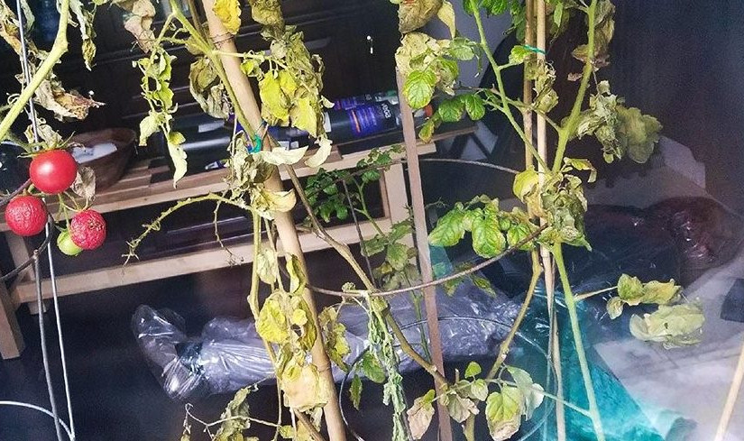 家中藏尸嚇呆鄰居急報警 原來是萬聖節道具