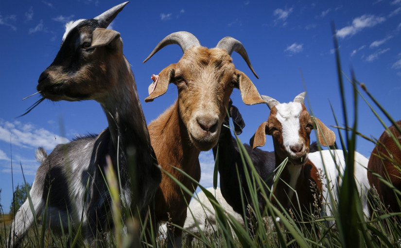 加國寵物農場竟為餐館供貨 真相原來是……
