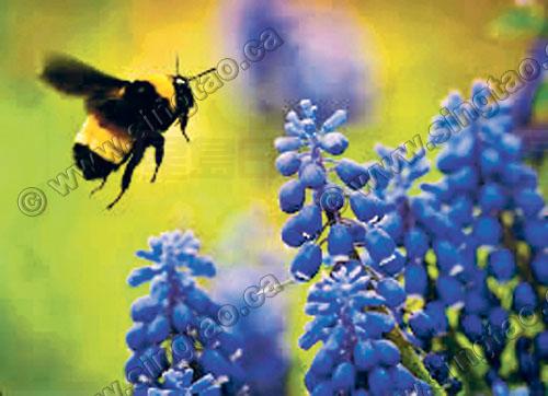 加拿大將限制殺蟲劑使用