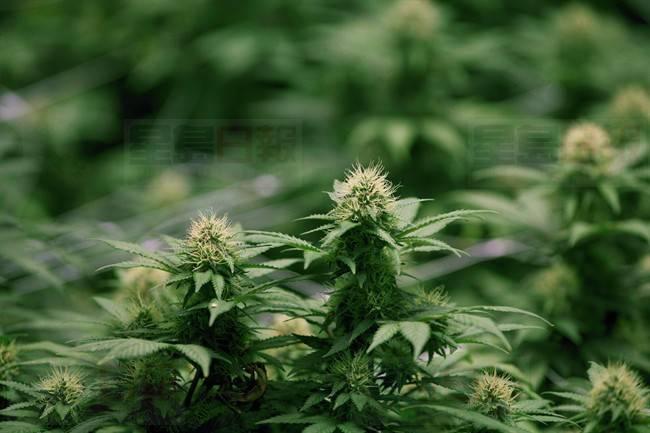 卑詩大學學者認為大麻稅收益應用於社會服務