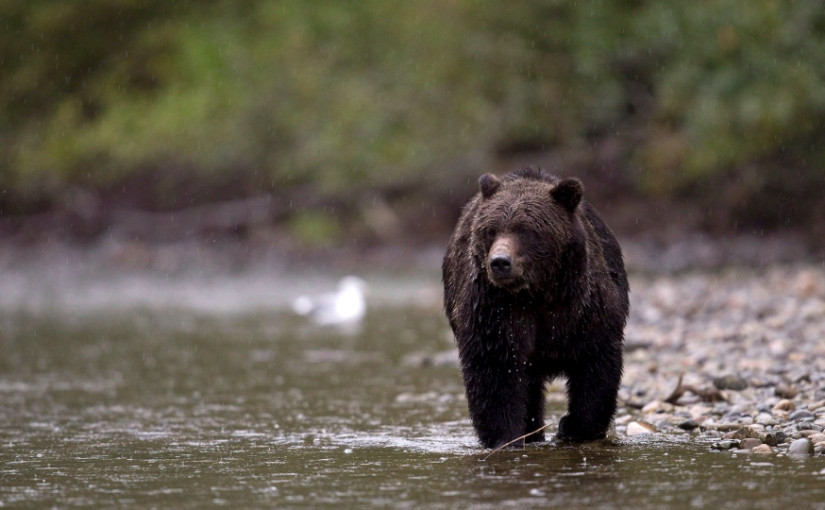 卑詩省全面禁止捕獵灰熊