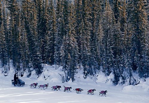 極寒天導致志願者減少 育空地區尋人數鳥