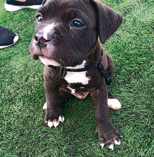 蒙特利爾擬取消鬥牛犬禁令