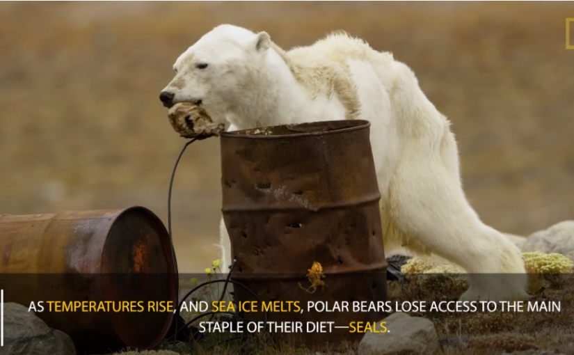 北極熊餓成皮包骨 找食視頻遭瘋傳惹人憐