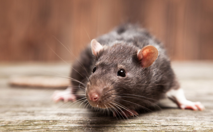 家中有老鼠也打911？警察哭笑不得