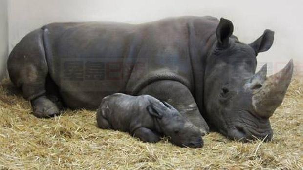 多倫多動物園一頭白犀牛出生  27年來首次
