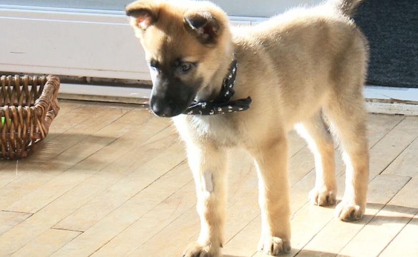 被遺棄垃圾箱旁的狗狗已經完全康復