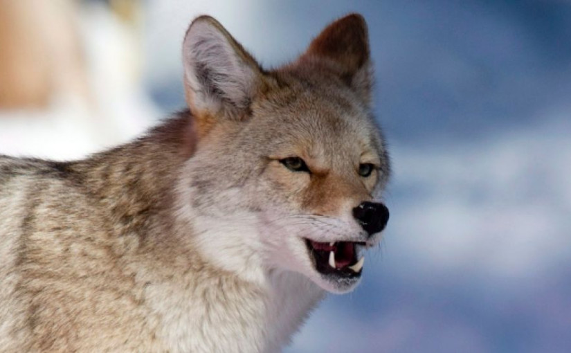 視頻：萬錦女子早上遛狗 竟遭郊狼追趕