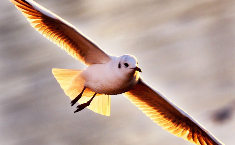 海鷗能吃尖銳金屬？它比人們想象的更堅強