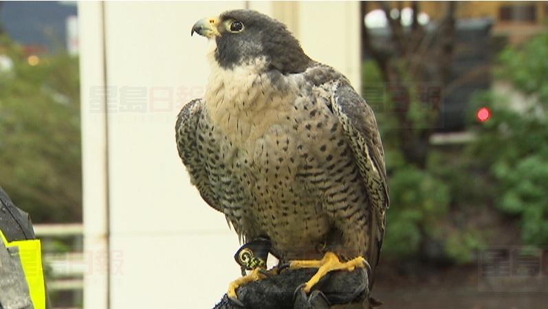 大溫哥華地區運輸聯網以游隼驅趕白鴿