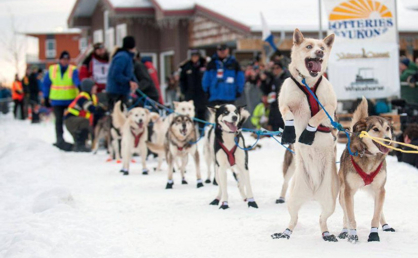 男子乘狗拉雪橇竟行進3000公里 穿越大半個加國！
