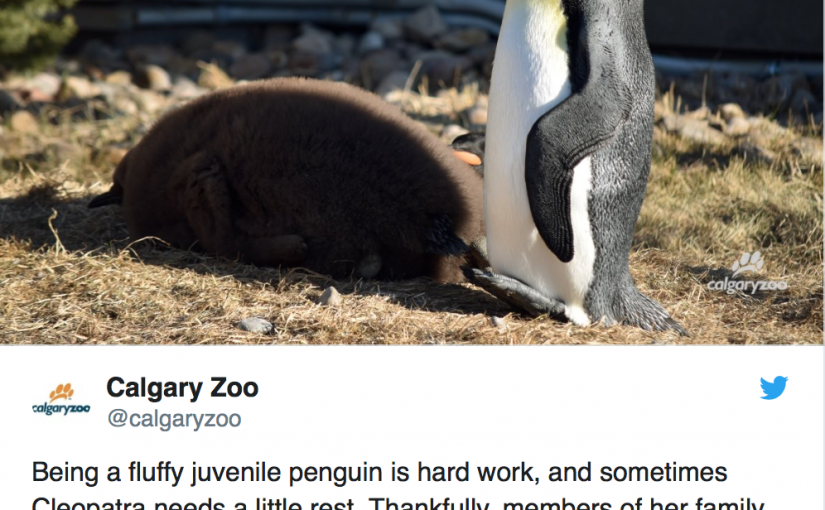 天氣太冷 加國企鵝被轉移到室內飼養