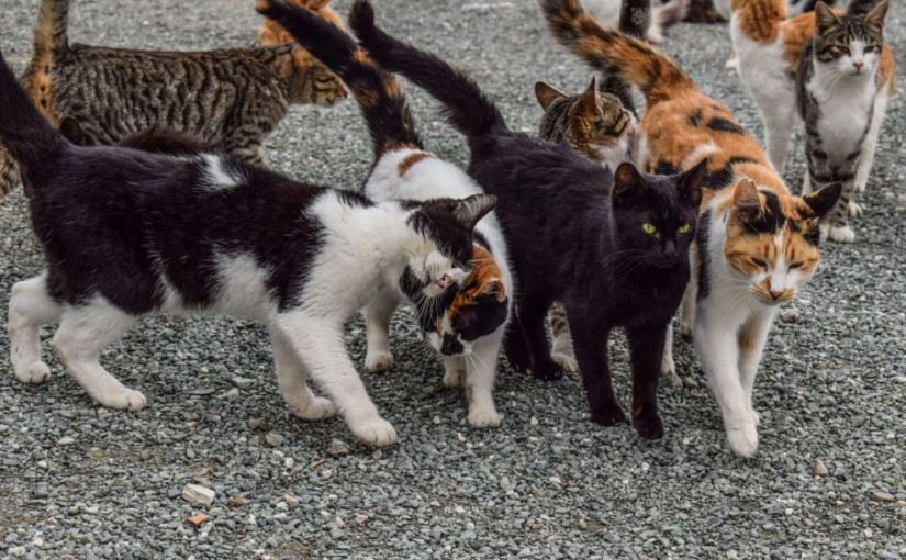 萬錦寵物店疑似虐待動物 已暫時關閉