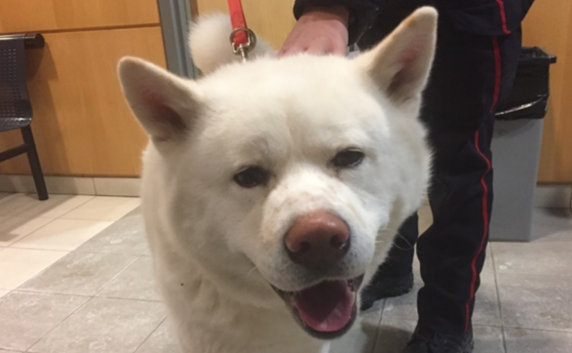 約克區一狗狗走丟 警方急尋主人