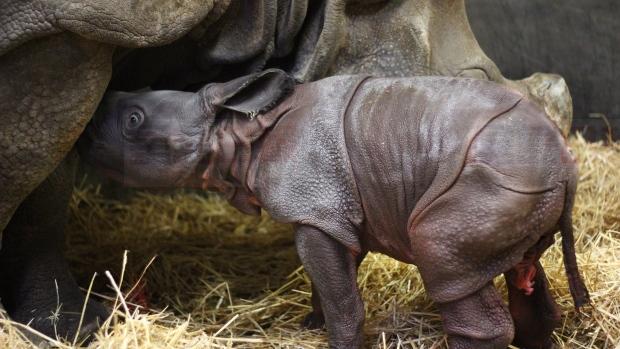 多倫多動物園誕生2018首個“新生兒”！