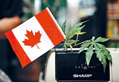 價值57億！去年加國人共消費770公噸大麻