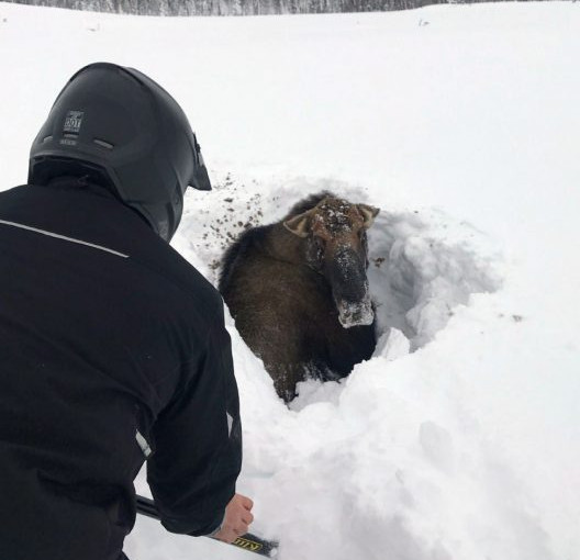 紐芬蘭省西部一駝鹿被大雪“埋”到脖子 被多人救起