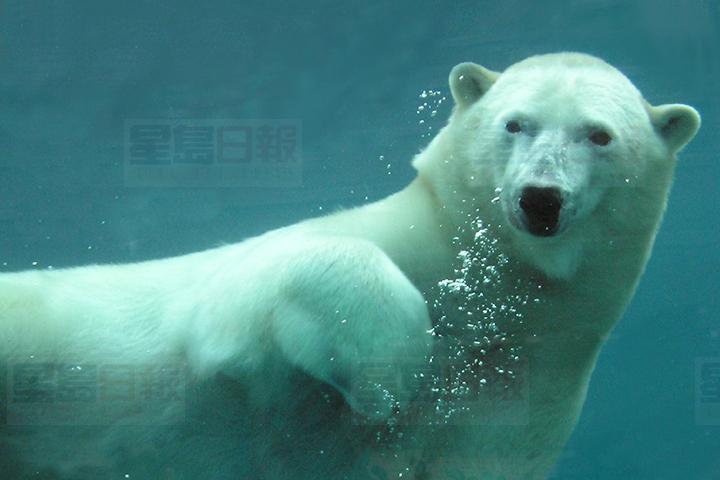 和動物園小動物一起過新年！