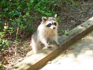 官方：多倫多浣熊流行瘟熱 而非狂犬病