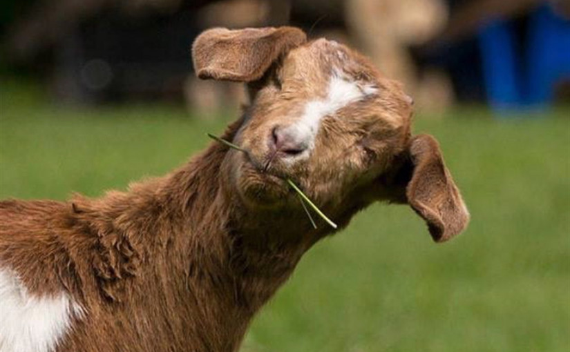 愛民頓市僱人照看山羊！時薪高達$43/h