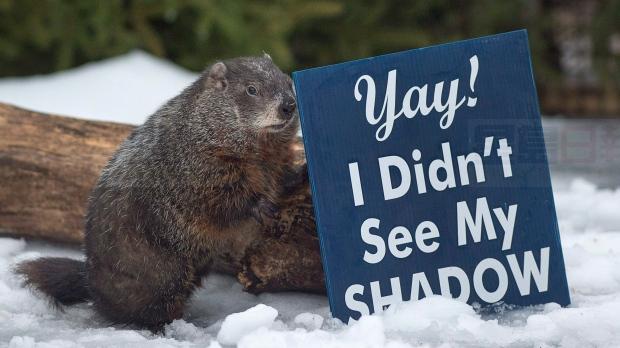 土撥鼠日！讓著名土撥鼠Sam告訴你春天還有多遠！