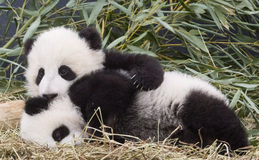 大熊貓即將告別多倫多動物園！這些視頻記錄五年精彩瞬間！