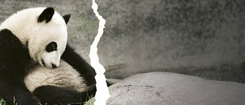 多倫多動物園大熊貓即將前往卡加利！趁著春假去告別吧！
