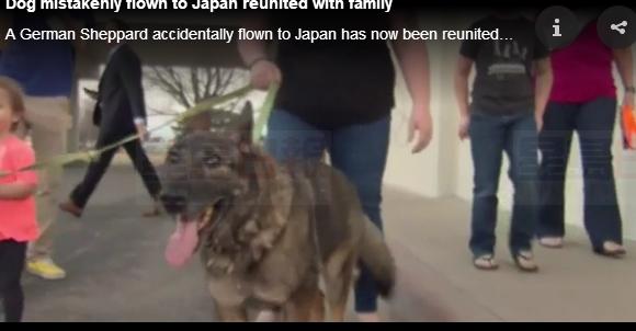被誤送到日本的小狗已回美國與家人團聚