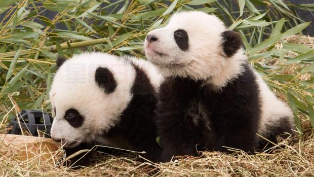 去多倫多動物園參觀大熊貓 今天是最後一天！