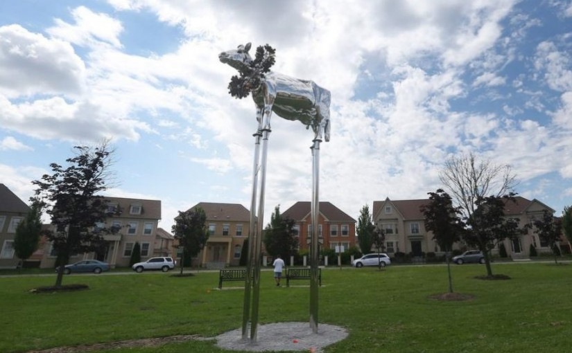 Markham备受爭議的牛塑像依然屹立不倒 居民怨聲載道