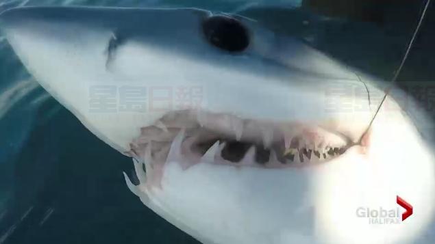 加拿大東海岸出現數量驚人的姥鯊群