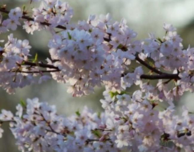 多倫多氣溫回暖 High Park櫻花季正式開始！