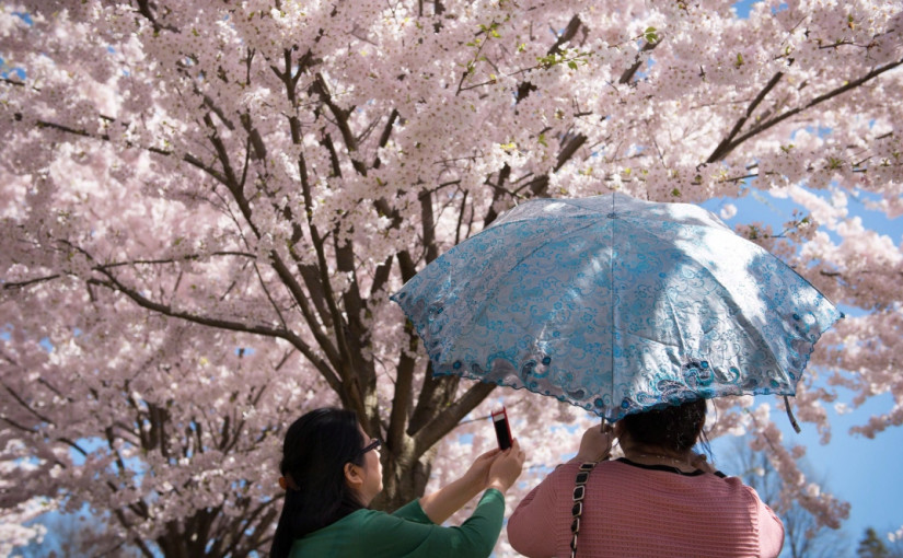 一張圖告訴你 High Park櫻花何時才能盛開？