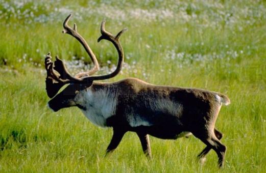 美國馴鹿種群即將滅亡 加拿大人需警惕