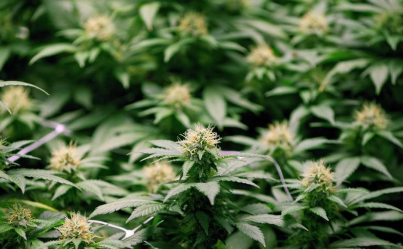 安省首批大麻商店公布