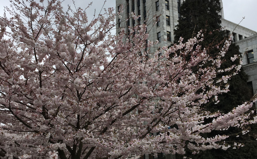 溫哥華櫻花節４月３日展開