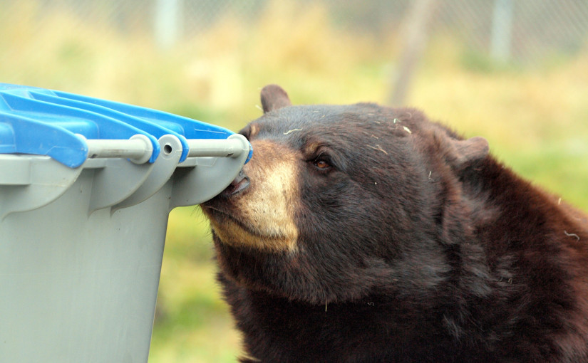 卑詩省政府提醒公眾留意野熊出沒