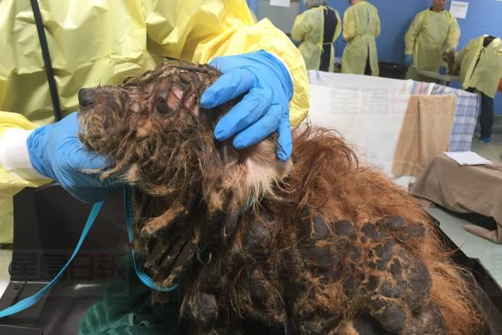 卑詩愛護動物協會收到45隻遭主人放棄的狗