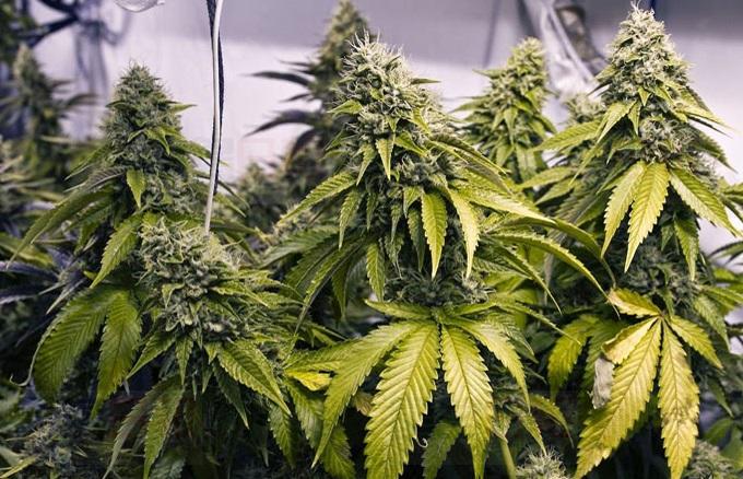 種植大麻影響卑詩半數買家選購物業意欲